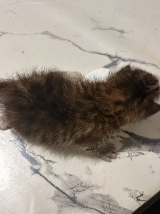 Котенки 15 дней