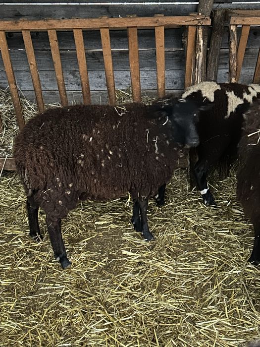 Vand schimb miei de carne