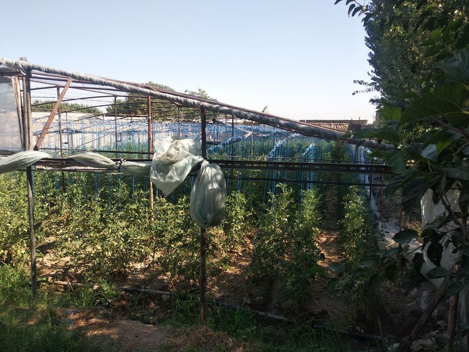 Nazarbek turkiston 9 sotix  63000 $ga