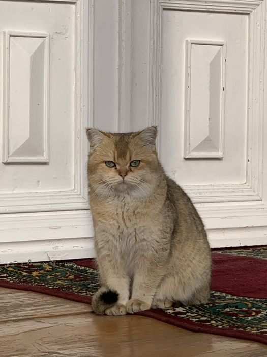 Britanskiy Zolotoy Shinshilla Sotiladi !!!