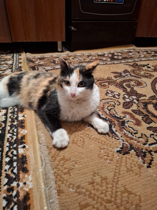 Отдам кошку девочку