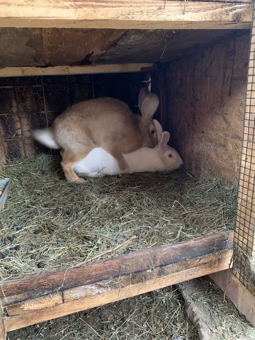 Iepuri/ pui de Hycole Francez