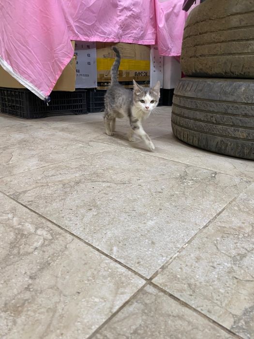 Котёнок девочка!