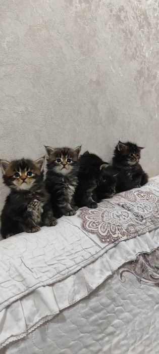 Продам чистокровных котят породы мэйнкун