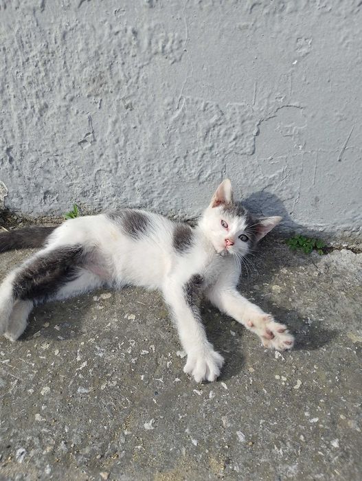 Подарявам малки котета