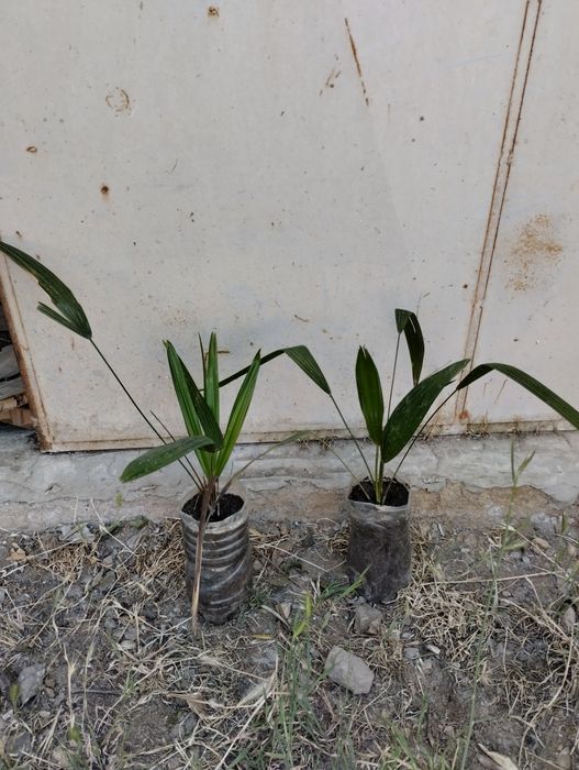 Палми Вашингтон и Трахикарпус