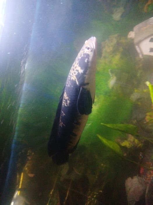 Змееголов Императорский (Channa maruloides)