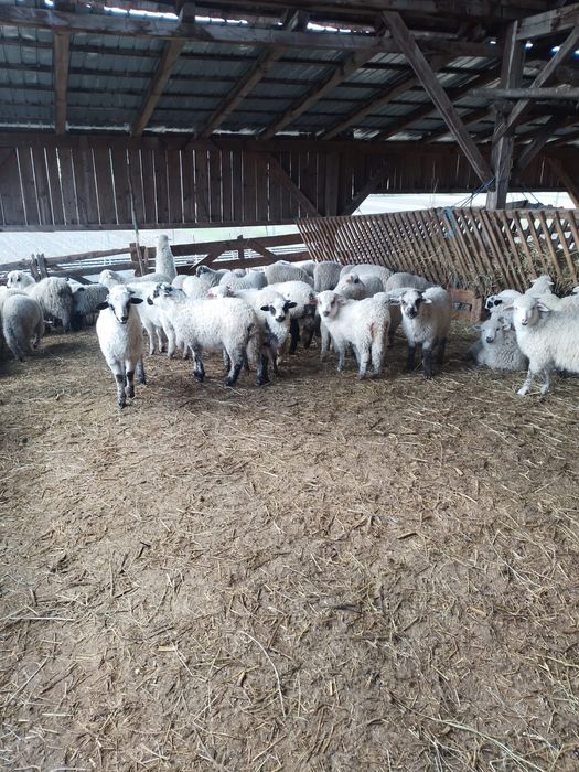 Miei buni de vanzare