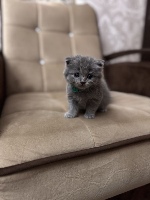 Продаю срочно  скоттиш страйт мальчик