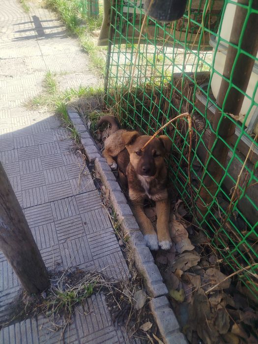 Отдам щенка девочка