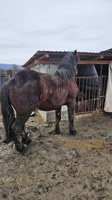 Vand carlan varsta 2 ani