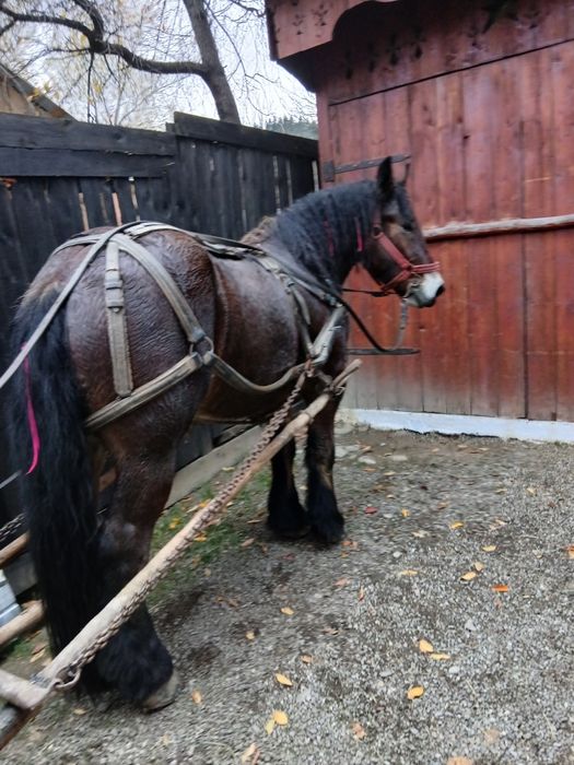 Mânz de vânzare de 2 ani jumate