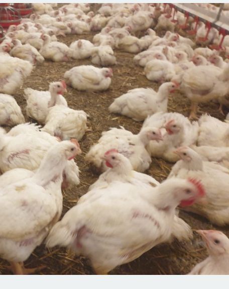 Bună ziua pui rasa mixta albi