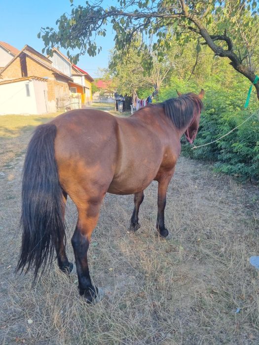 Vând cal vârstă 10 ani