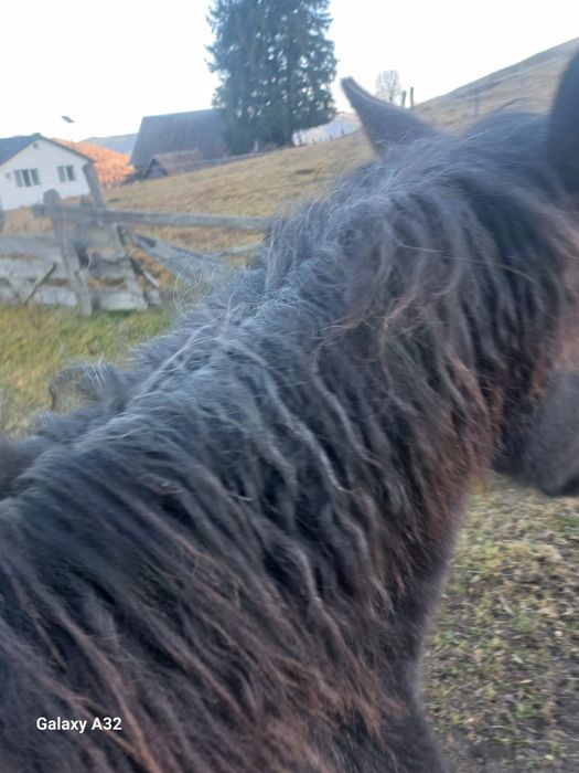 Vand sau  schimb manza de 8 luni din rasa semigreu ff frumoasa