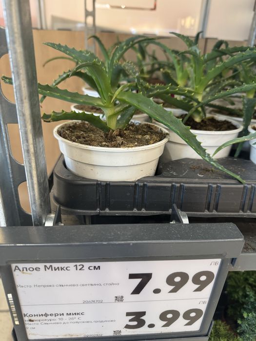 Голямо Алое вера в саксия