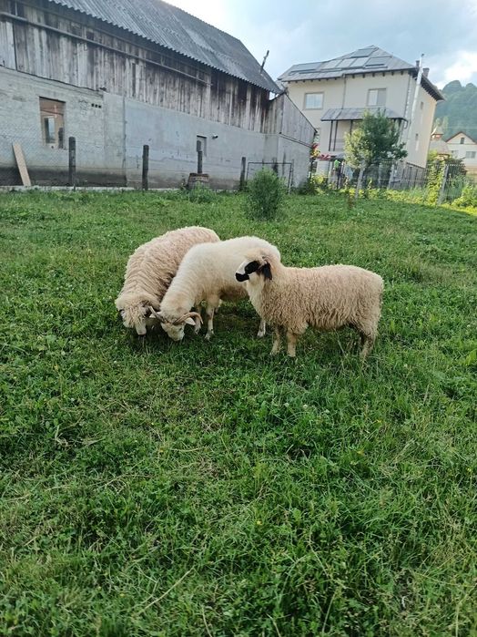 Berbecuț breaz de vânzare