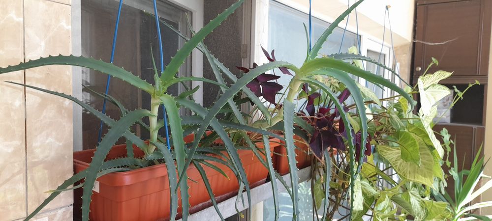 Продавам палма Юка и други