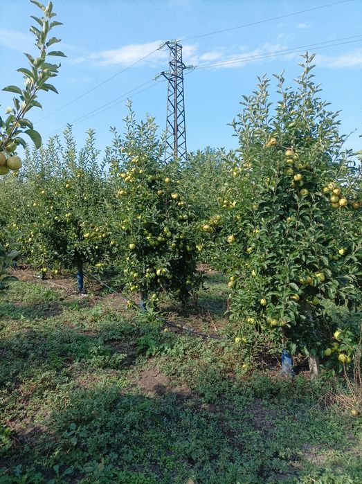 Ябълкова градина