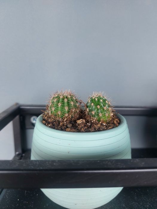 Малки кактуси (Echinopsis) лично предаване София Хиподрума