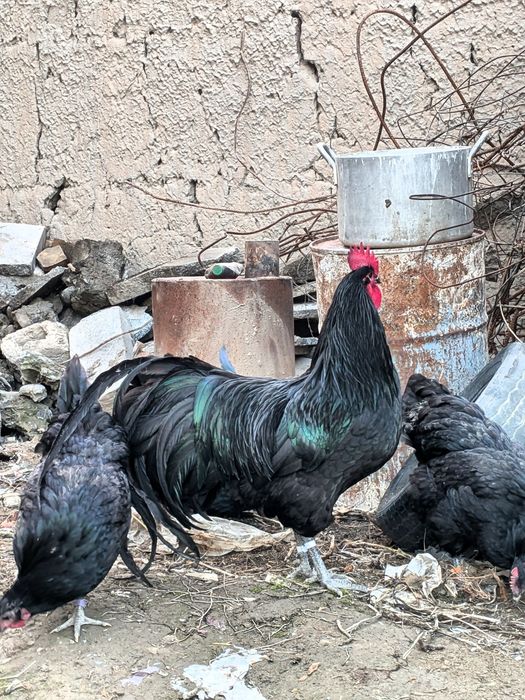 Avstralorp Ruminiya Tuxumlari sotiladi Avstralop Австралорп Австралоп