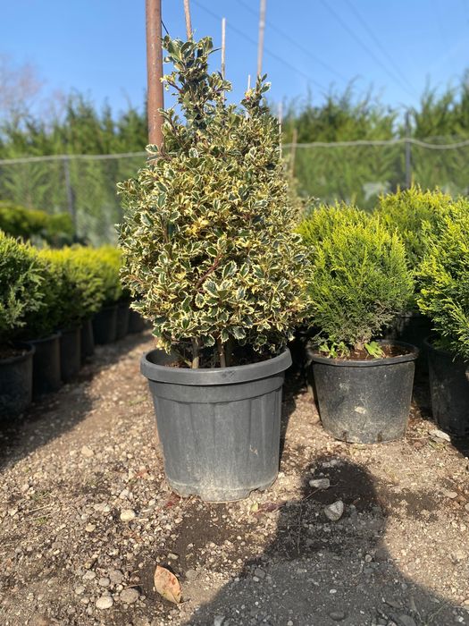 Leylandii Chiparos- Decor de vis , si gard viu
