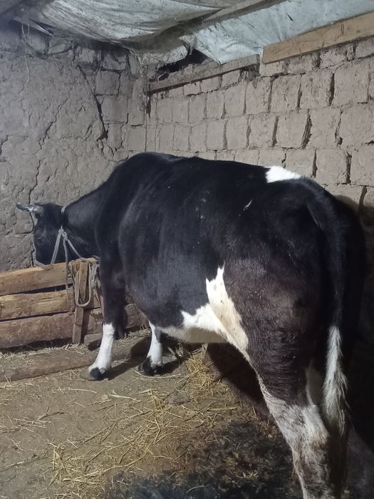 Қысыр Сиыр сатылады  семыз тел