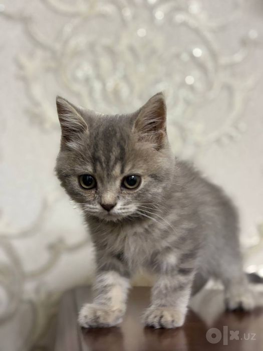Шиншилла угил бола( мальчик)