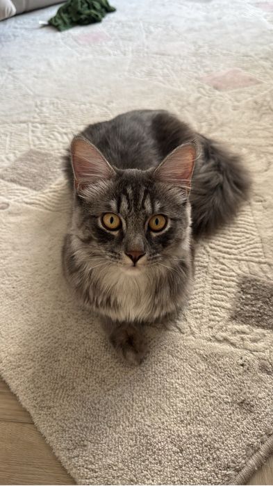 Отдам кота ласкового красивого