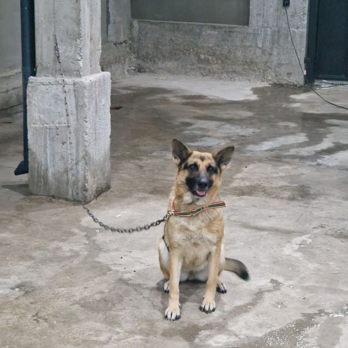 Немецкая овчарка