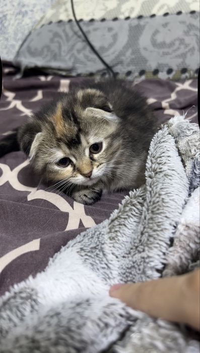 Продам двух котят