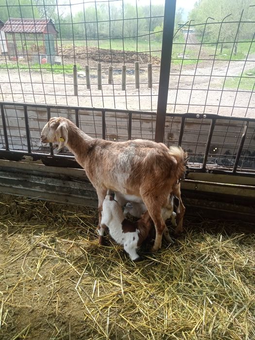 Коза с козлятами