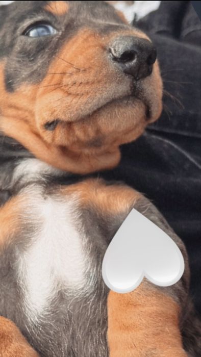 Pui de teckel mini arlechin, drăgălas si jucauș