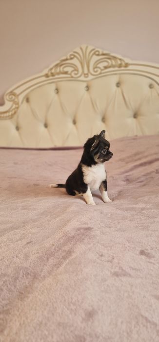 Продам щенков Чихуахуа