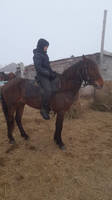 Құнаннан Дөненге шығады