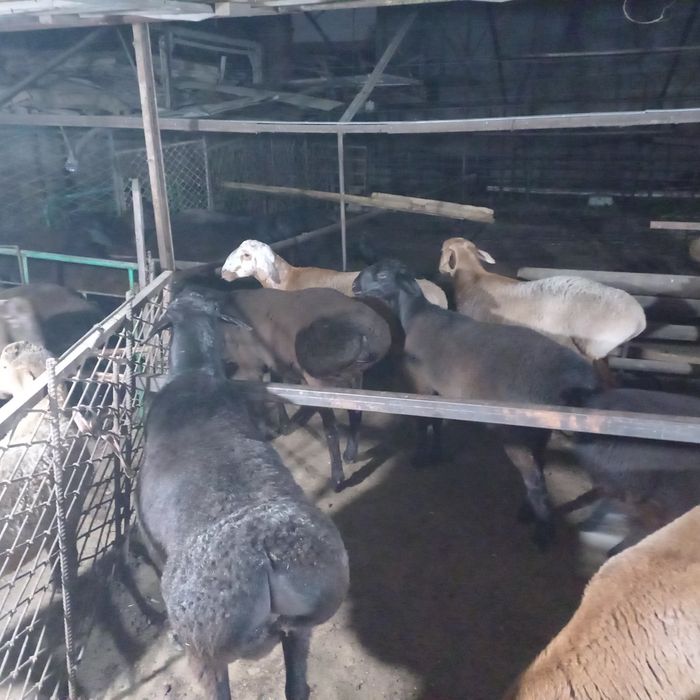 Soglom Qoy va qochqorlar