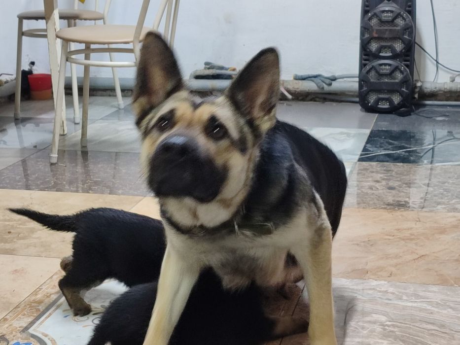 Продам щенят европейской породы