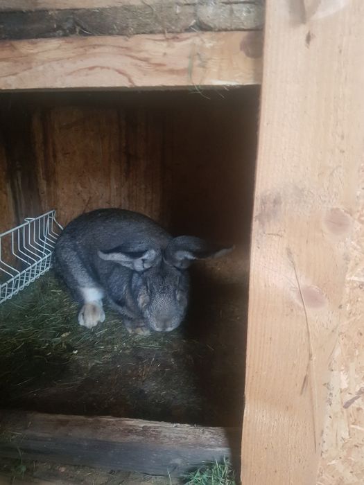 Urias german caută casa