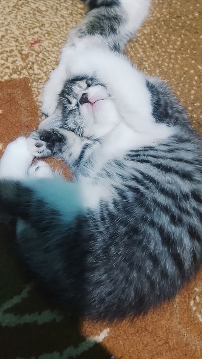 Домашние короткошёрстные котята, ласковые, игривые и милые