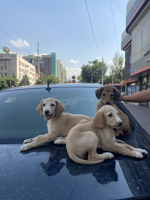 Щенки Казахской Тазы