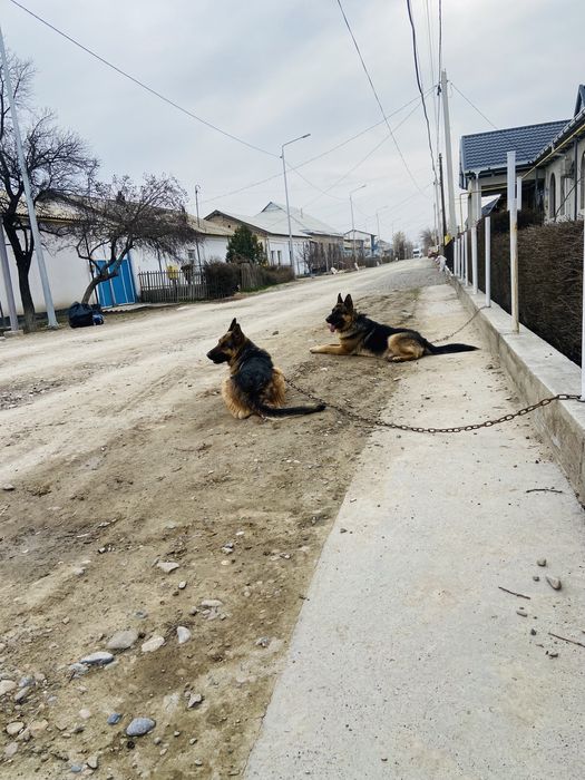 Сатылады срочно еркек овчарка