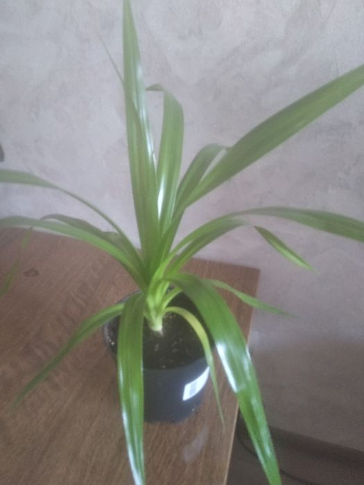 Панданус (Винтовая пальма)