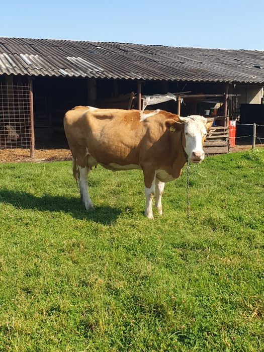 Vaca bună de lapte