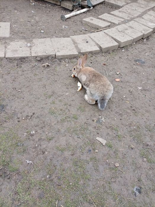 Iepurași și Cocoș brahma