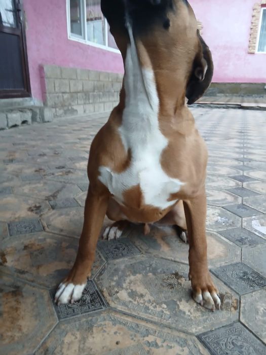 Боксёр немецкий.