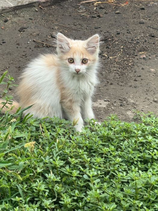 Милые котята в добрые руки