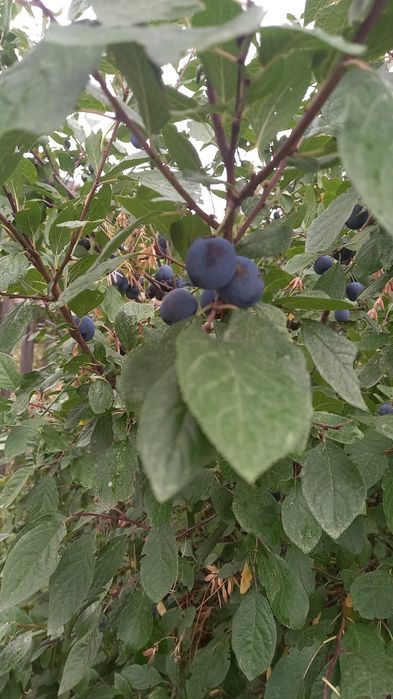 Продам дачу Темерязево