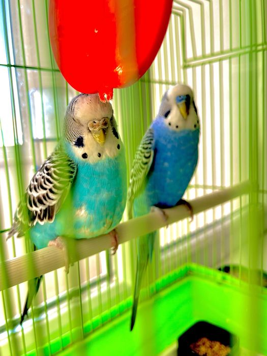 Продам попугаев