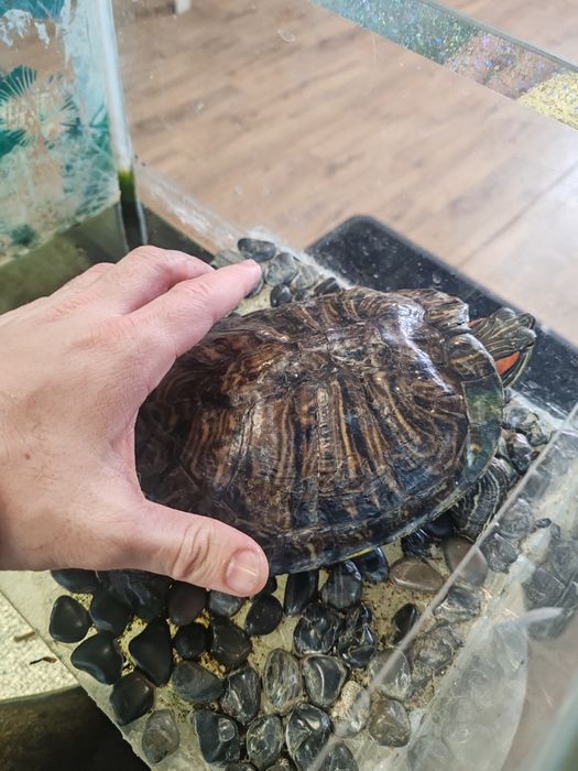 Красноухая черепаха