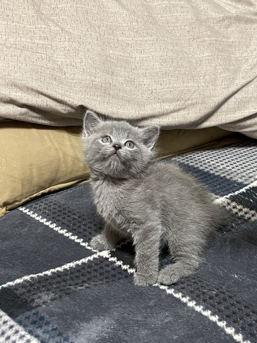 Котята скоттиш страйт